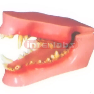CANINE HEALTH TEETH MODEL Exporter & Educational Laboratory