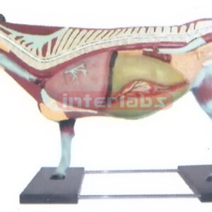 ANATOMY MODEL OF COW WITH BASE Exporter & Educational Labora