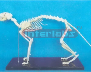 BIG CAT SKELETON MODEL Exporter & Educational Laboratory Equ