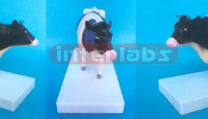 COW MODEL Exporter & Educational Laboratory Equipment Suppli