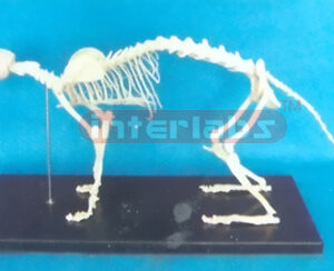 CAT SKELETON MODEL WITH PLASTIC STAND Exporter & Educational