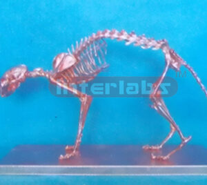 COPPERIZED CAT SKELETON MODEL WITH BASE Exporter & Education