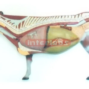 ANATOMICAL MODEL OF THE PIG WITH VERTICAL STAND AND BASE Exp