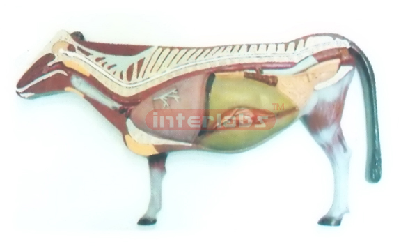 ANATOMICAL MODEL OF THE PIG WITH VERTICAL STAND AND BASE Exp