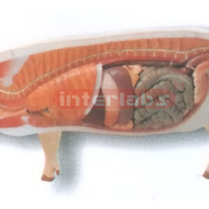 HANGING ANATOMICAL MODEL OF THE PIG Exporter & Educational L