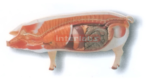 HANGING ANATOMICAL MODEL OF THE PIG Exporter & Educational L