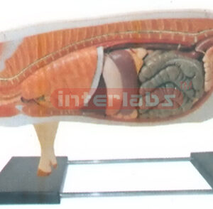 ANATOMY MODEL OF PIG WITH BASE Exporter & Educational Labora