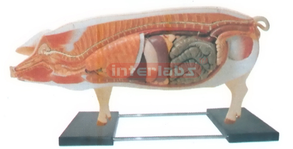 ANATOMY MODEL OF PIG WITH BASE Exporter & Educational Labora