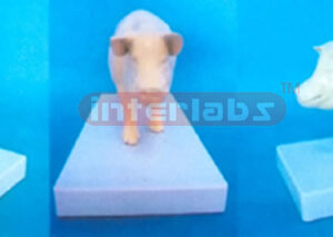 PIG MODEL Exporter & Educational Laboratory Equipment Suppli