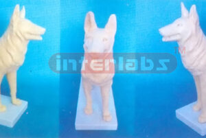 DOG MODEL Exporter & Educational Laboratory Equipment Suppli