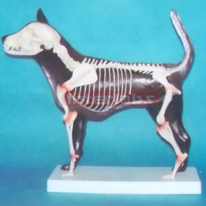 ADVANCED CANINE SKELETON HALF ANAT-MODEL Exporter & Educatio