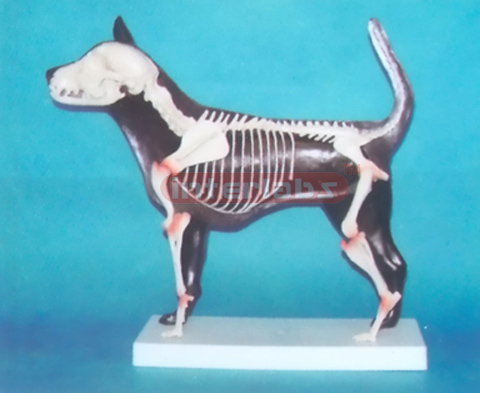 ADVANCED CANINE SKELETON HALF ANAT-MODEL Exporter & Educatio