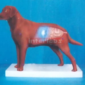 ELECTRON LIGHTING DOG ANATOMICAL DEMONSTRATION MODEL Exporte