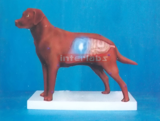 ELECTRON LIGHTING DOG ANATOMICAL DEMONSTRATION MODEL Exporte