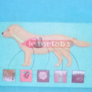 CANINE PATHOLOGIES MODEL FOR DEMONSTRATING Exporter & Educat