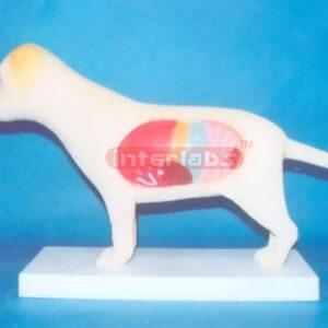 DOG ANATOMICAL MODEL Exporter & Educational Laboratory Equip