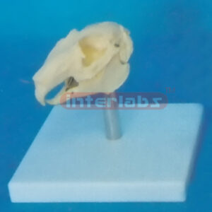 RABBIT SKULL MODEL WITH PLASTIC STAND Exporter & Educational