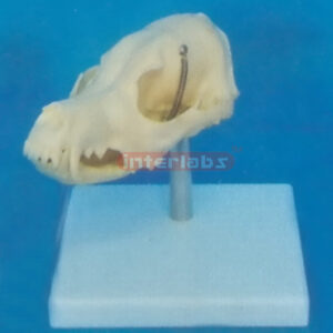 DOG SKULL MODEL WITH PLASTIC STAND Exporter & Educational La