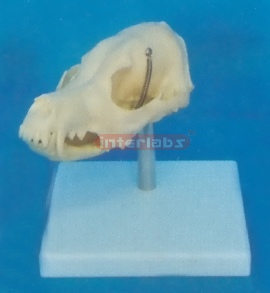 DOG SKULL MODEL WITH PLASTIC STAND Exporter & Educational La