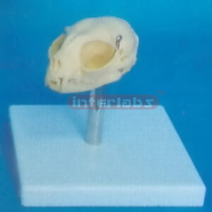 CAT SKULL MODEL WITH PLASTIC STAND Exporter & Educational La