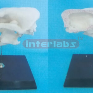 DOG HALF SKULL MODEL WITH PLASTIC STAND Exporter & Education