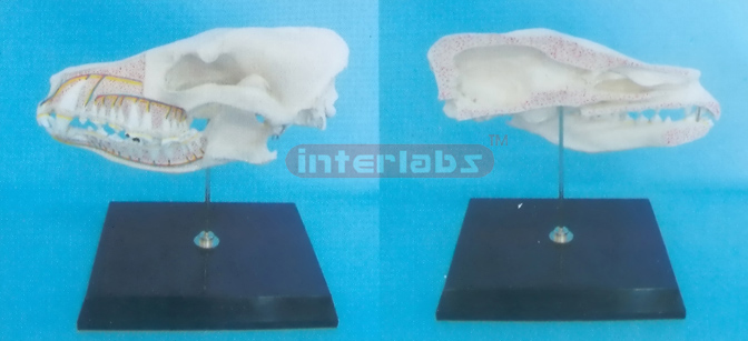 DOG HALF SKULL MODEL WITH PLASTIC STAND Exporter & Education