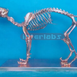 COPPERISED DOG SKELETON MODEL WITH BASE Exporter & Education