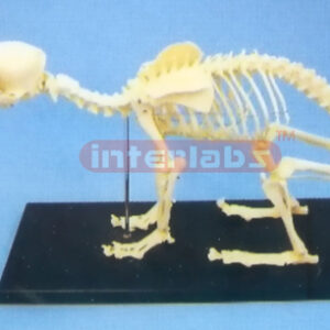 DOG SKELETON MODEL WITH PLASTIC STAND Exporter & Educational
