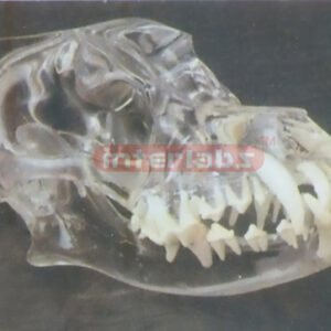 TRANSPARENT CANINE SKULL MODEL Exporter & Educational Labora