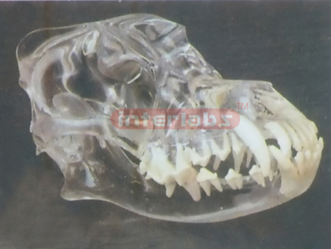 TRANSPARENT CANINE SKULL MODEL Exporter & Educational Labora