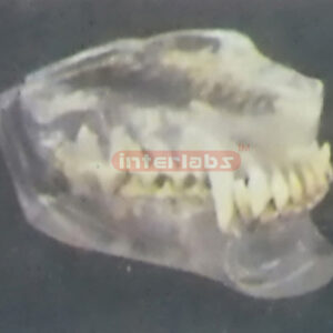 TRANSPARENT CANINE JAWS MODEL Exporter & Educational Laborat