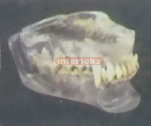 TRANSPARENT CANINE JAWS MODEL Exporter & Educational Laborat
