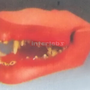 CANINE JAWS WITH PATHOLOGIES Exporter & Educational Laborato