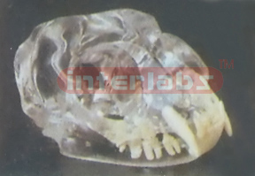 TRANSPARENT FELINE SKULL MODEL Exporter & Educational Labora