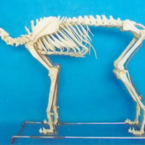 BIG DOG SKELETON MODEL Exporter & Educational Laboratory Equ