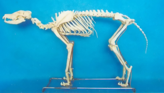 BIG DOG SKELETON MODEL Exporter & Educational Laboratory Equ