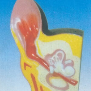 EXPANSION MODEL OF DOG EAR Exporter & Educational Laboratory
