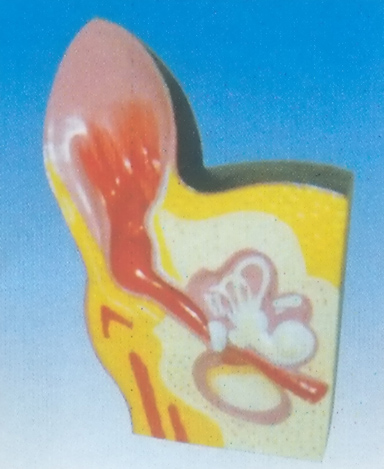 EXPANSION MODEL OF DOG EAR Exporter & Educational Laboratory