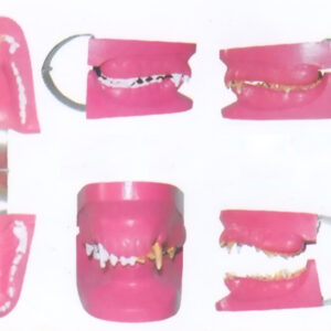 CANINE DISEASE TEETH MODEL Exporter & Educational Laboratory
