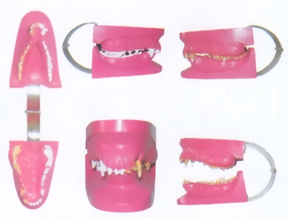 CANINE DISEASE TEETH MODEL Exporter & Educational Laboratory