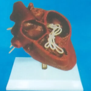 HEARTWORM DISEASE MODEL OF A DOG (OR CAT) Exporter & Educati