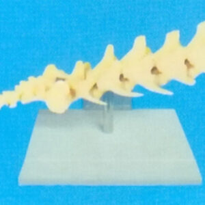 CANINE LUMBAR VERTEBAR COLUMN Exporter & Educational Laborat