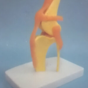 DOG HEALTH KNEE JOINT MODEL Exporter & Educational Laborator