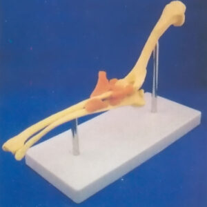 HEALTH ELBOW JOINT MODEL W/PLASTIC STAND Exporter & Educatio