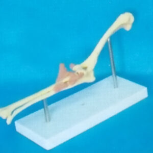 DOG MORBIDITY ELBOW JOINT MODEL WITH PLASTIC STAND Exporter