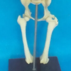 DOG MORBIDITY LUMBAR VERTEBRAE