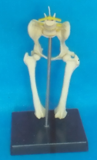 DOG MORBIDITY LUMBAR VERTEBRAE