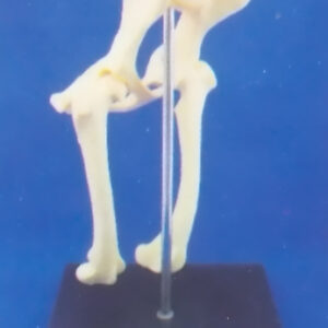 DOG HEALTH LUMBAR VERTEBRAE