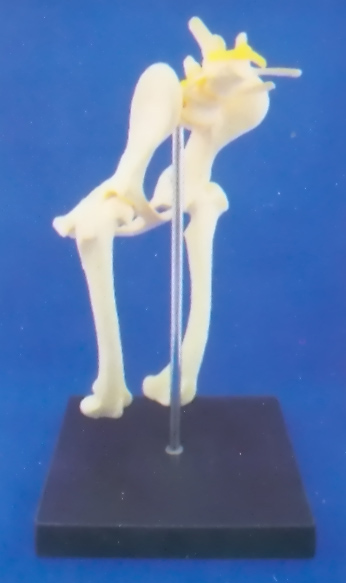 DOG HEALTH LUMBAR VERTEBRAE