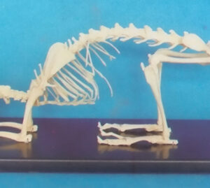 RABBIT SKELETON MODEL WITH PLASTIC STAND Exporter & Educatio